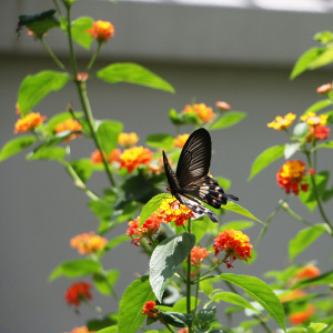 Butterfly Garden